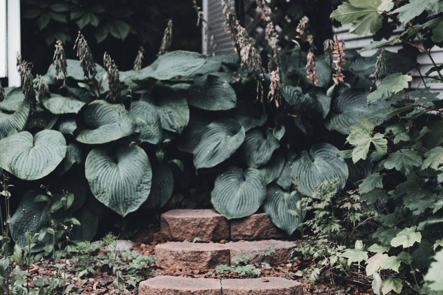 Small stone steps leading through leafy garden plants